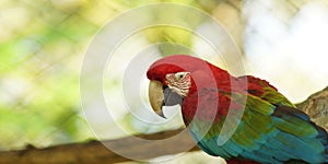 Caged macaw in Ecuadorian amazon. Common names: Guacamayo or Papagayo.