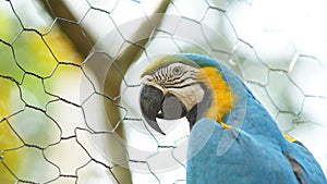 Caged macaw in Ecuadorian amazon. Common names: Guacamayo or Papagayo