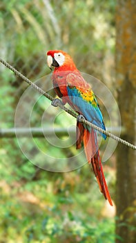 Caged macaw on a rope in Ecuadorian amazon. Common names: Guacamayo or Papagayo photo