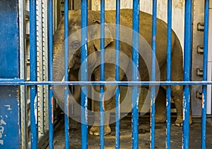 Caged male Asian elephant with tusks, Elephant behind bars, animal in captivity