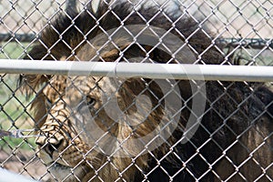 Caged Male Lion with a mane Closeup through fence & x28;Panthera leo& x29;