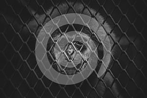 Caged Monkey