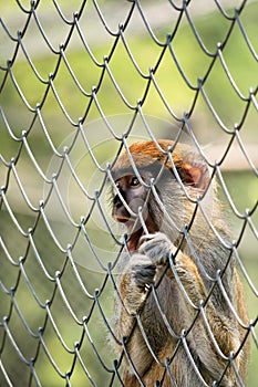 Caged monkey