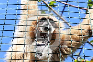 A caged monkey at the zoo.