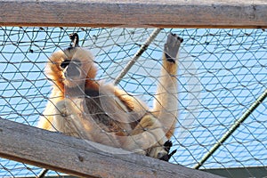 A caged monkey at the zoo.