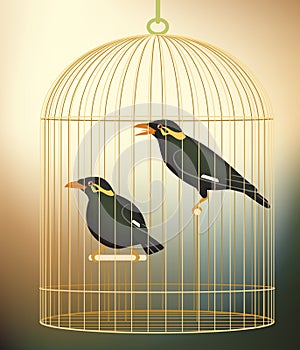 Caged myna birds photo