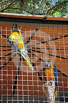 Caged parrots.