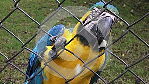 Caged Parrots, Birds, Animals, Wildlife, Nature