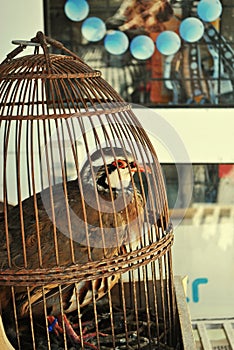 Caged partrigge photo