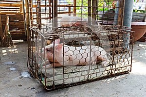 Caged pig in Nga Bay, Vietnam