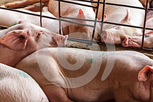 Caged pigs cram together in Nga Bay, Vietnam