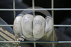 Caged primates hand