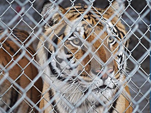 Caged Tiger