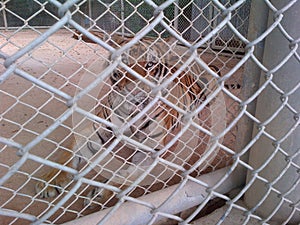 Caged Tiger Just Wants To Be Freed