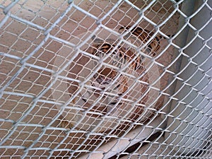 Caged Tiger Just Wants To Be Freed