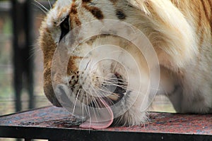 Caged tiger licking table