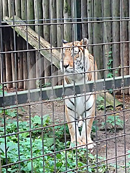 Caged tiger at the local zoo.