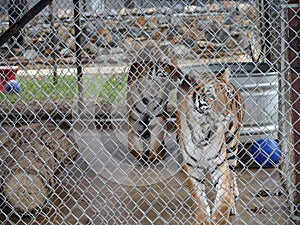 Caged Tigers