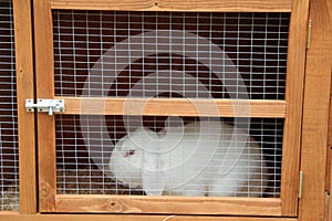 Caged White Rabbit