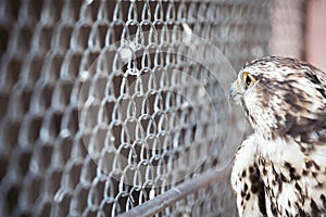 Caged wild eagle in a zoo - wildlife captivity concept