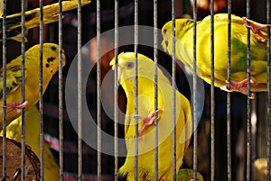 Caged Yellow Budgie Parrot Birds