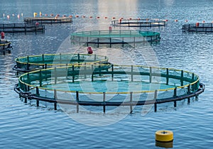 Cages for fish farming