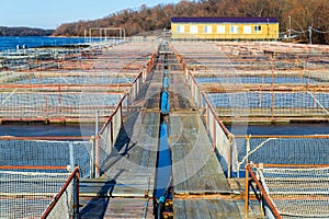 Cages for fish farming in the natural river