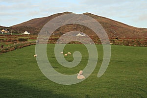 Cahergal and Leacanabuaile - Old Irish Stone Forts or Ring Forts - Sheep grazing - Ireland historical tour