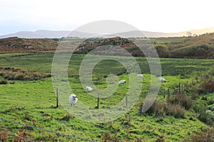 Cahergal and Leacanabuaile - Old Irish Stone Forts or Ring Forts - Sheep grazing - Ireland historical tour