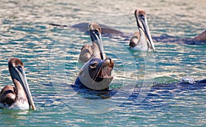 Caifornia Sea Lion swimming with three Pelicans near Cabo San Lucas Baja MEX