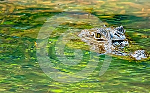 Caiman