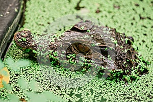 Caiman Alligator