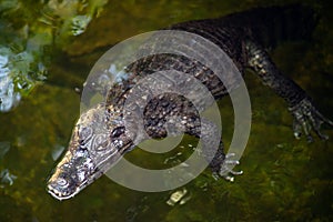 Caiman Alligatoridae relax sleeping in the pond.