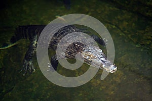 Caiman Alligatoridae relax sleeping in the pond.