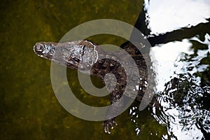 Caiman  Alligatoridae  relax sleeping in the pond.