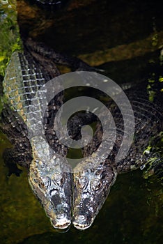 Caiman  Alligatoridae  relax sleeping in the pond.