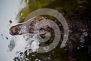 Caiman  Alligatoridae  relax sleeping in the pond.