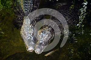 Caiman  Alligatoridae  relax sleeping in the pond.