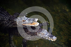 Caiman  Alligatoridae  relax sleeping in the pond.