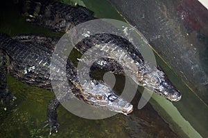 Caiman  Alligatoridae  relax sleeping in the pond.