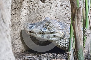 Caiman broad-snouted staying calm photo