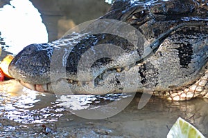 Caiman (Caimaninae) at Madidi National Park, Bolivia photo