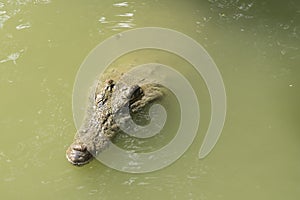 Caiman Crocodile