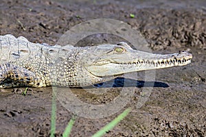 Caiman Crocodile resting at the riverbank of the Sierpe Mangrove national Park in Costa Rica wildlife