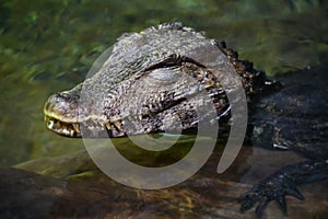 A Caiman Crocodile in Water