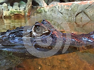 Caiman crocodilus hiding underwater
