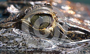 Caiman crocodilus 3 photo