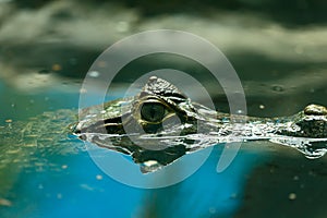 Caiman crocodilus 4 photo