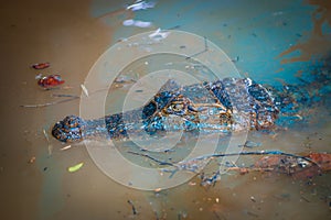 Caiman in the dark water in the Cuyabeno River, Cuyabeno Wildlife Reserve, Ecuador