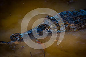 Caiman in the dark water in the Cuyabeno River, Cuyabeno Wildlife Reserve, Ecuador